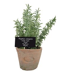 Thyme in AT pot L