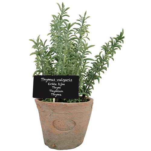 Thyme in AT pot L