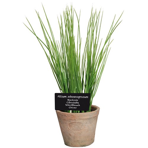 Chives in AT pot L